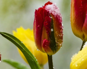 У п'ятницю в Україні знову зіпсується погода